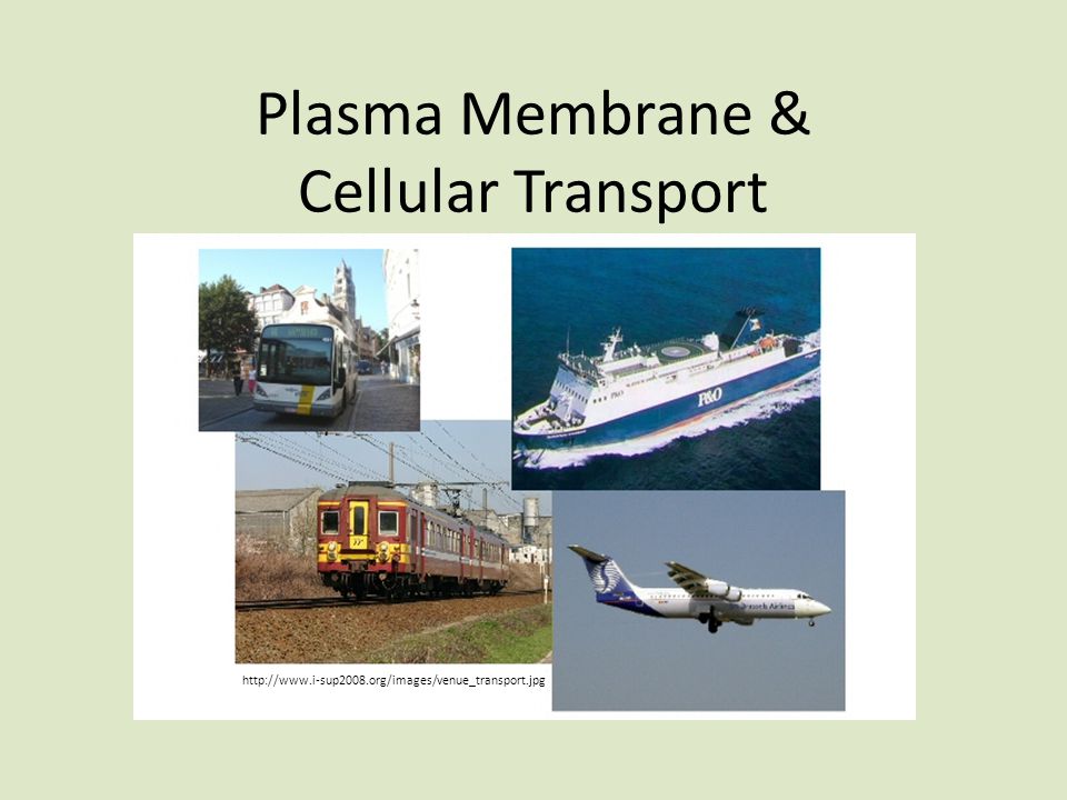 Plasma Membrane & Cellular Transport