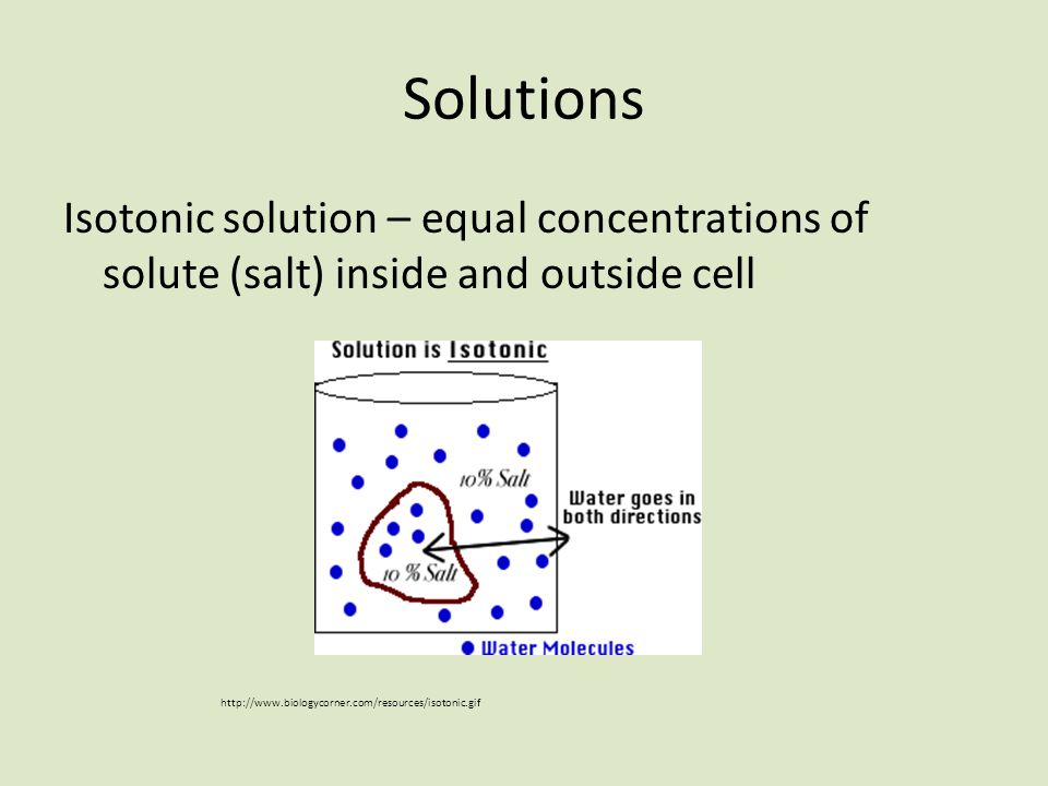 Solutions Isotonic solution – equal concentrations of solute (salt) inside and outside cell