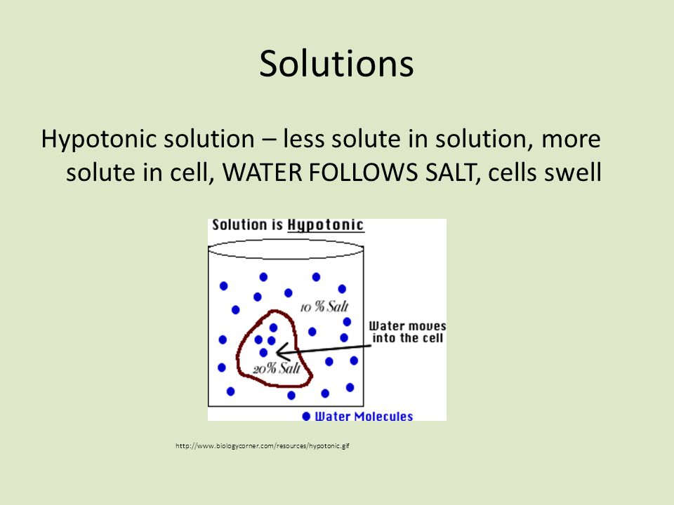 Solutions Hypotonic solution – less solute in solution, more solute in cell, WATER FOLLOWS SALT, cells swell