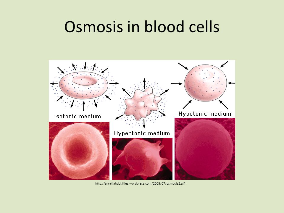 Osmosis in blood cells