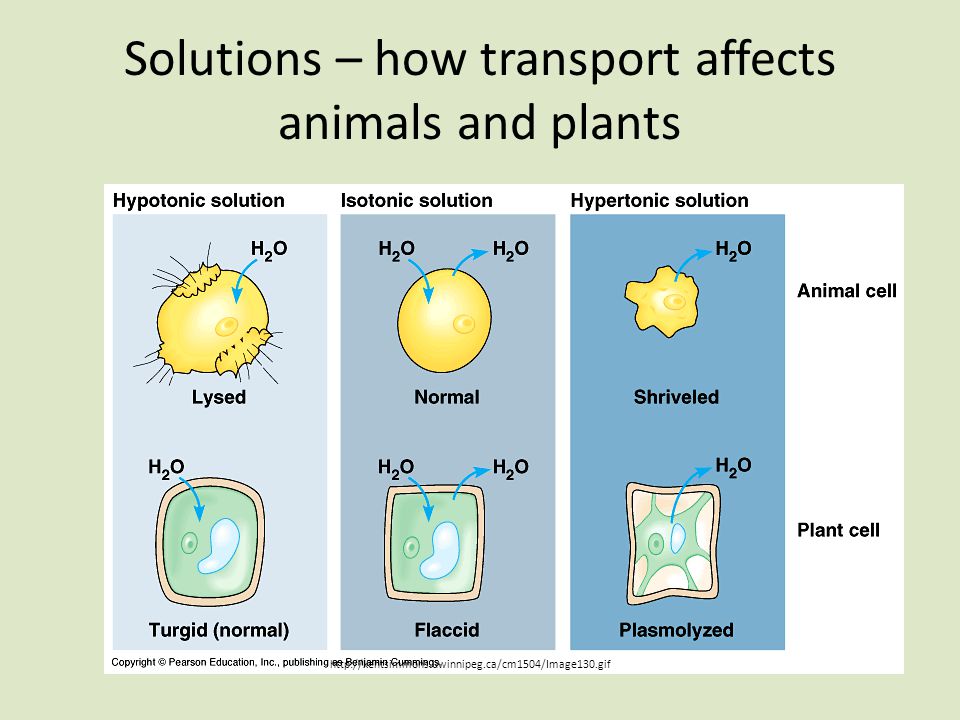 Solutions – how transport affects animals and plants