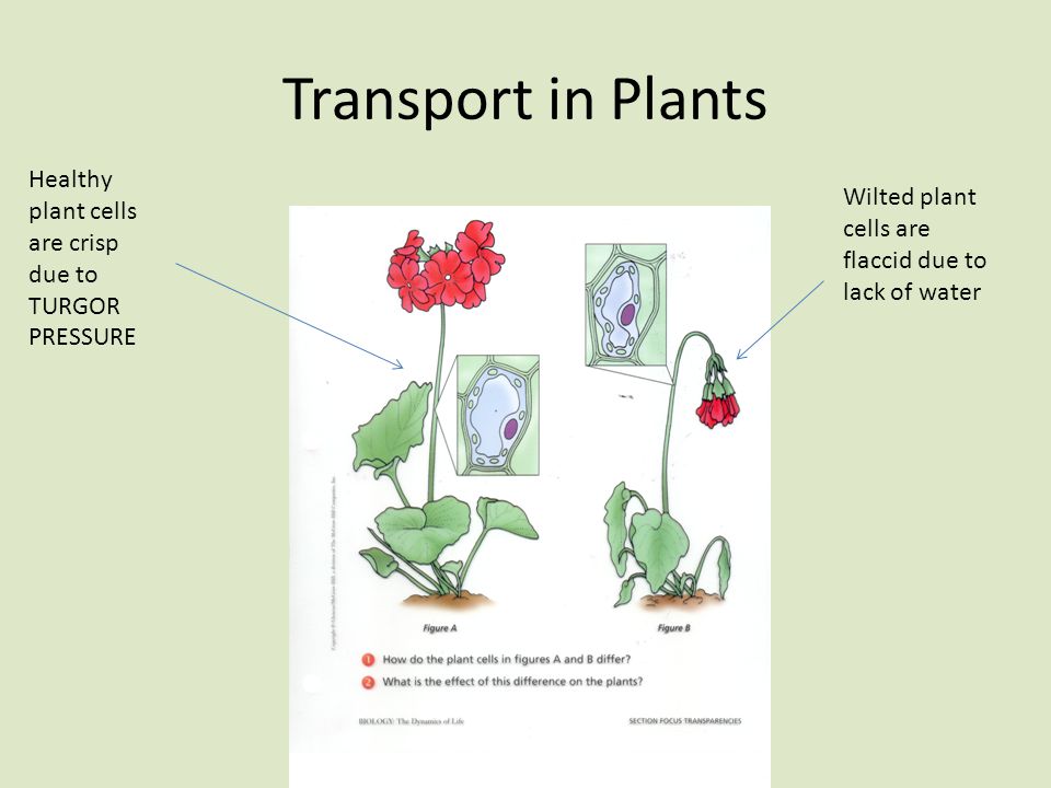 Transport in Plants Healthy plant cells are crisp due to TURGOR PRESSURE Wilted plant cells are flaccid due to lack of water
