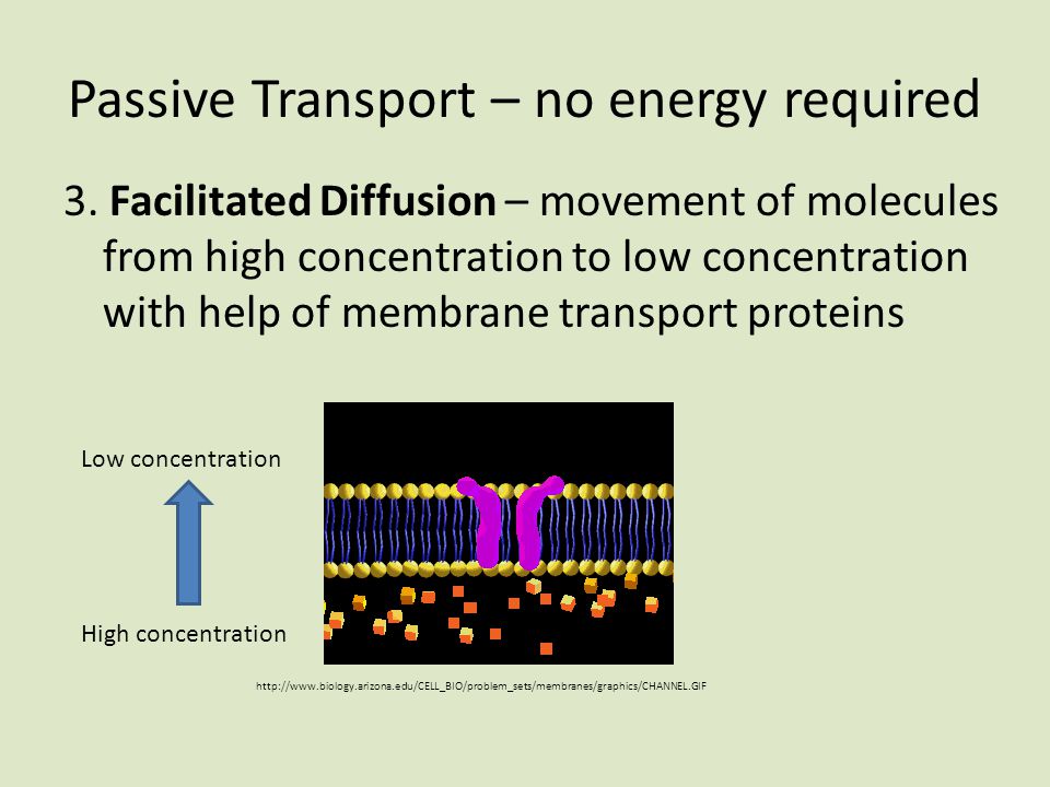 Passive Transport – no energy required 3.