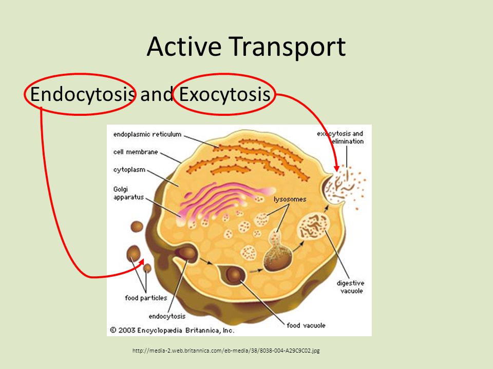 Active Transport Endocytosis and Exocytosis