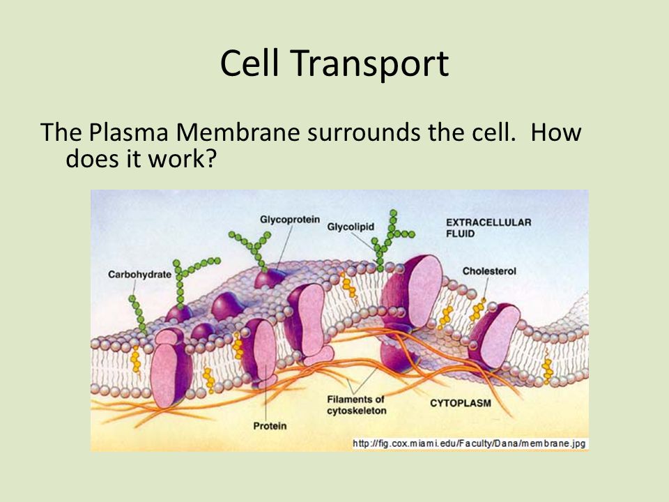 Cell Transport The Plasma Membrane surrounds the cell. How does it work