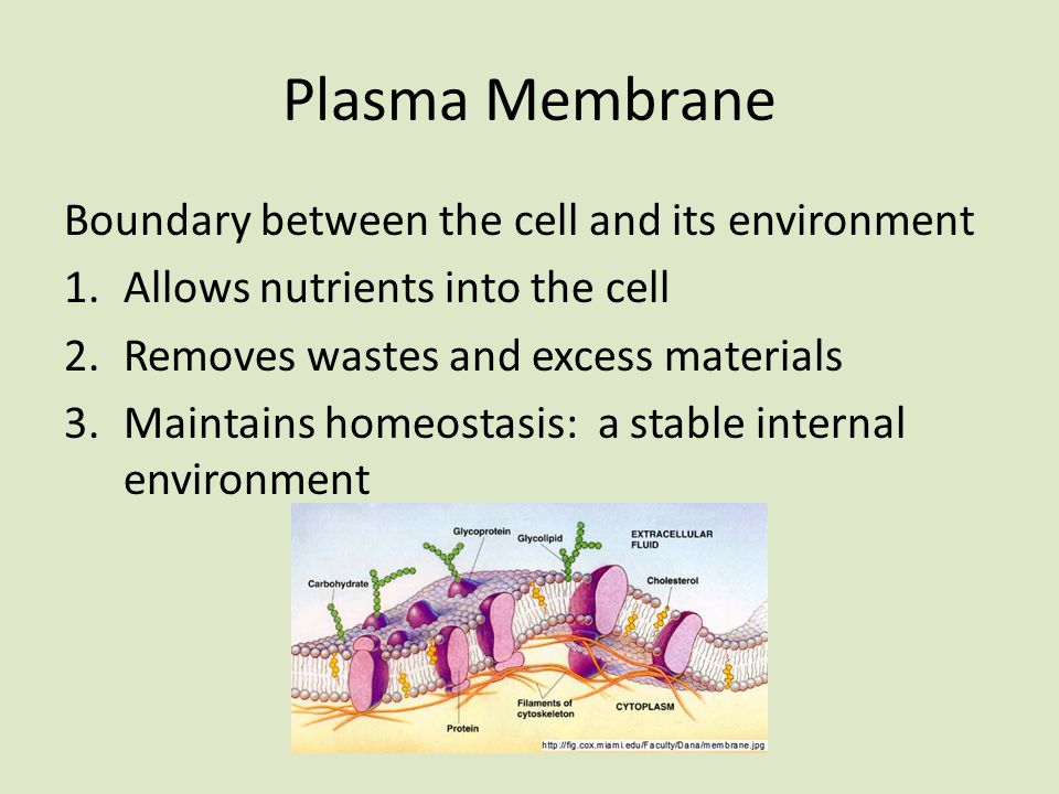 Plasma Membrane Boundary between the cell and its environment 1.Allows nutrients into the cell 2.Removes wastes and excess materials 3.Maintains homeostasis: a stable internal environment