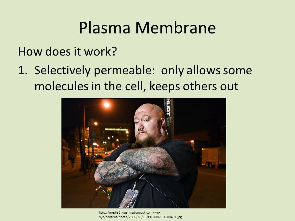 Plasma Membrane How does it work.