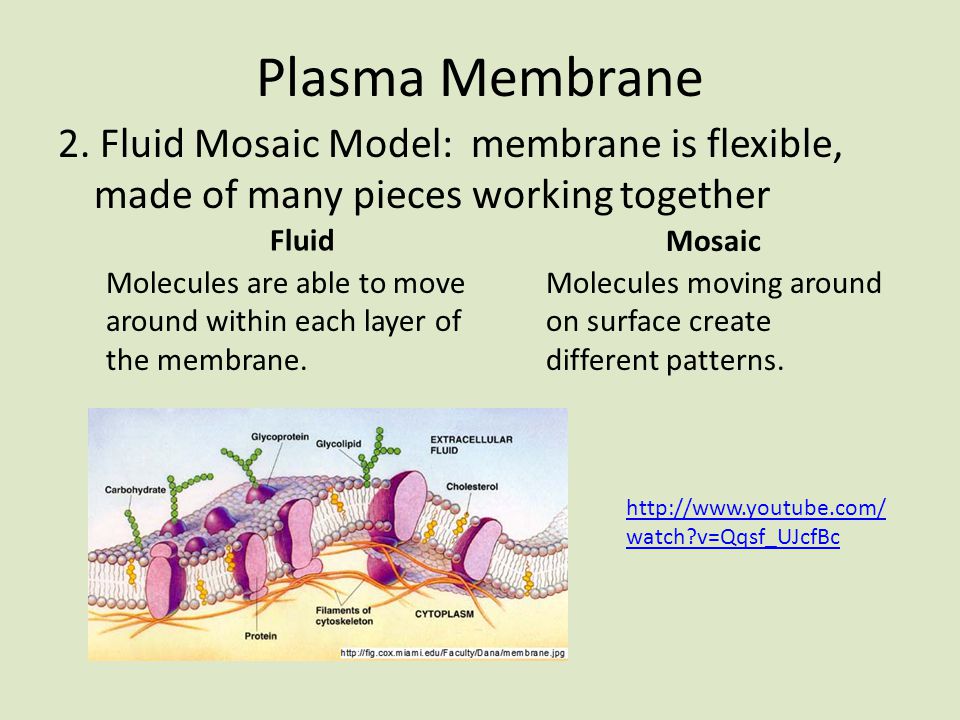 Plasma Membrane 2.