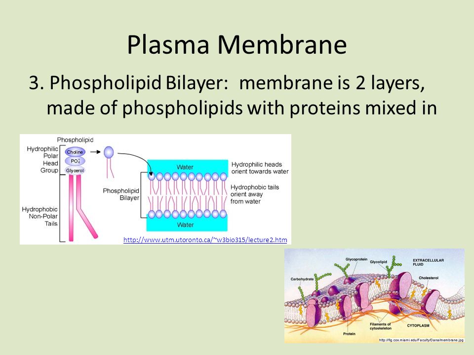 Plasma Membrane 3.