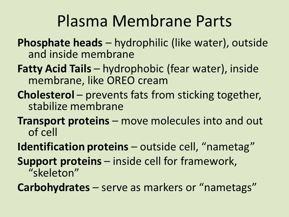 Plasma Membrane Parts Phosphate heads – hydrophilic (like water), outside and inside membrane Fatty Acid Tails – hydrophobic (fear water), inside membrane, like OREO cream Cholesterol – prevents fats from sticking together, stabilize membrane Transport proteins – move molecules into and out of cell Identification proteins – outside cell, nametag Support proteins – inside cell for framework, skeleton Carbohydrates – serve as markers or nametags