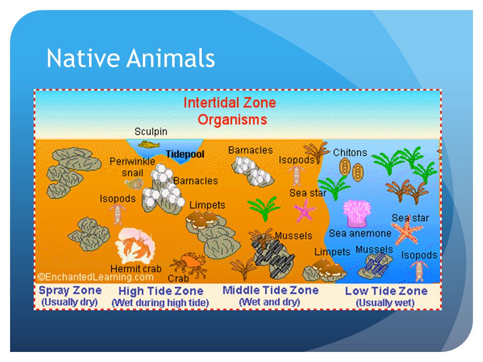 Intertidal Zones By. Ms. Messer. Intertidal Zone. - ppt download