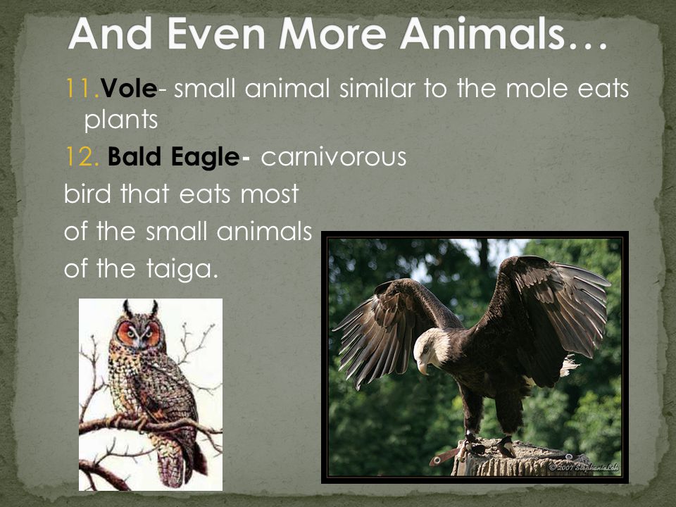 11. Vole - small animal similar to the mole eats plants 12.