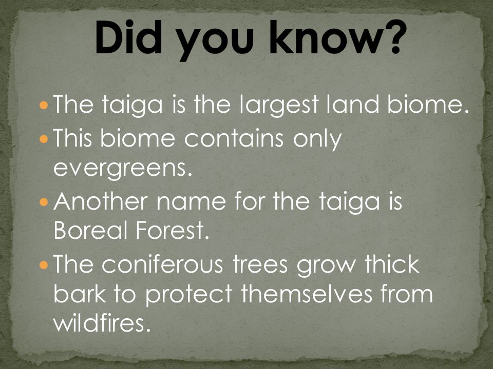 The taiga is the largest land biome. This biome contains only evergreens.