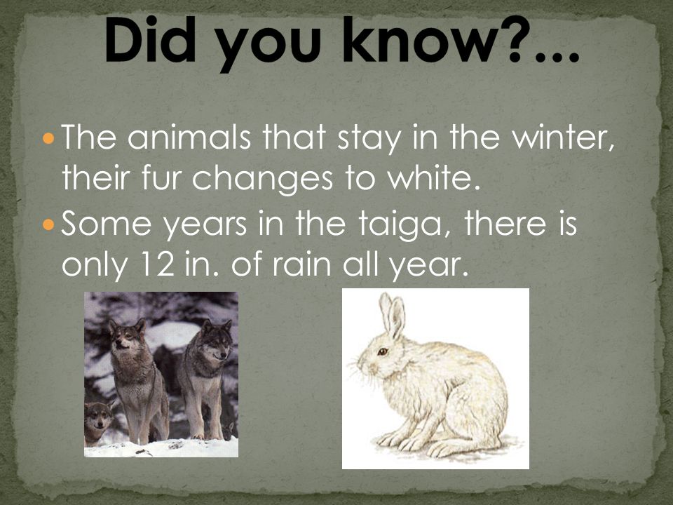 The animals that stay in the winter, their fur changes to white.