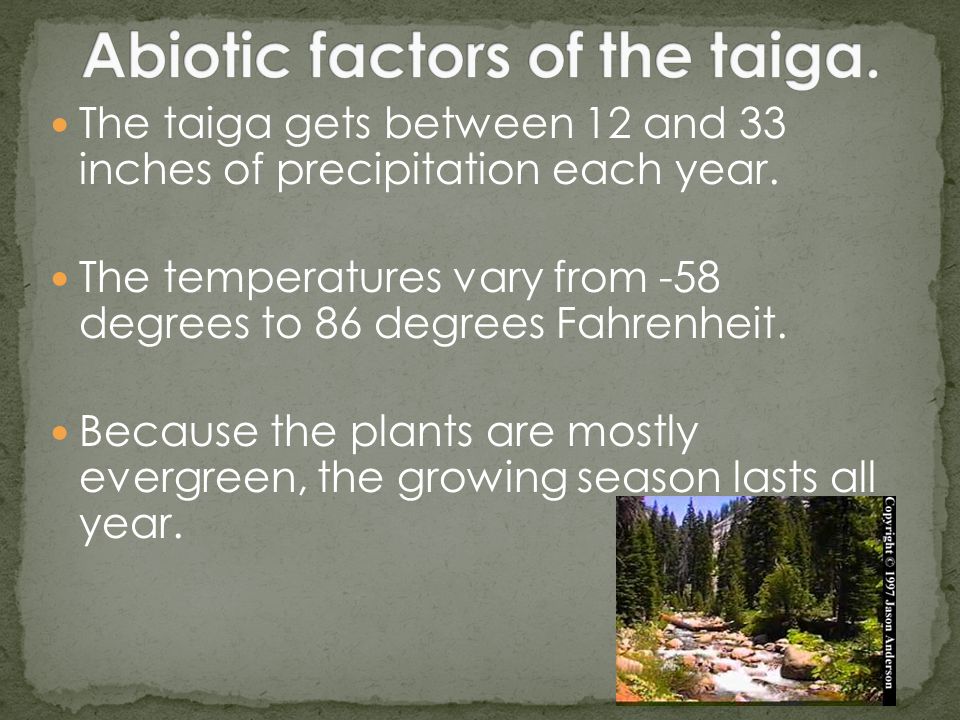 The taiga gets between 12 and 33 inches of precipitation each year.
