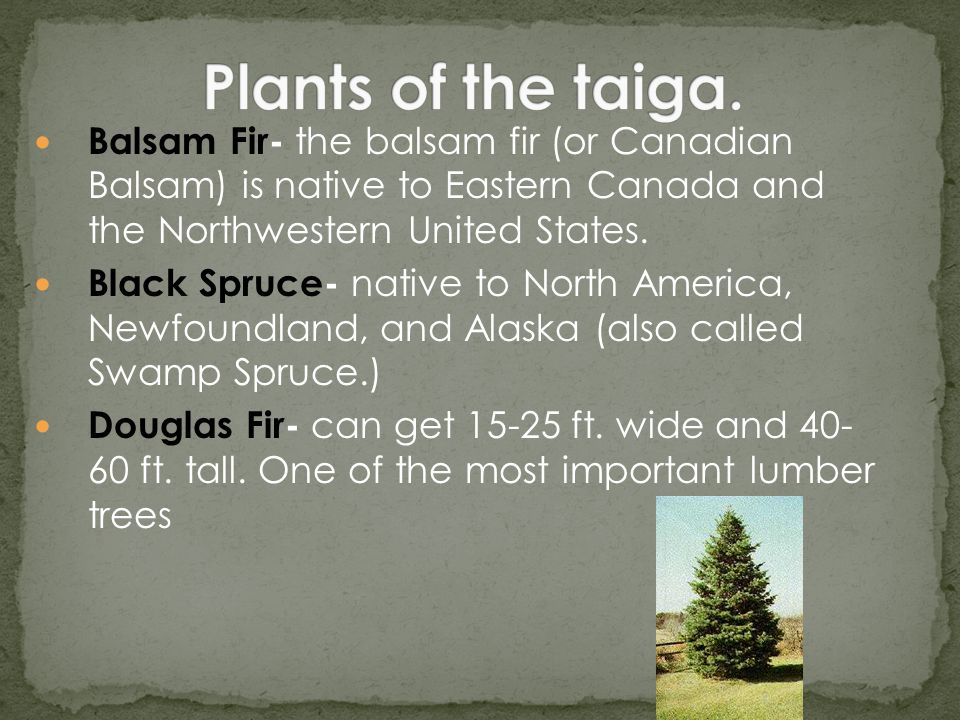 Balsam Fir- the balsam fir (or Canadian Balsam) is native to Eastern Canada and the Northwestern United States.