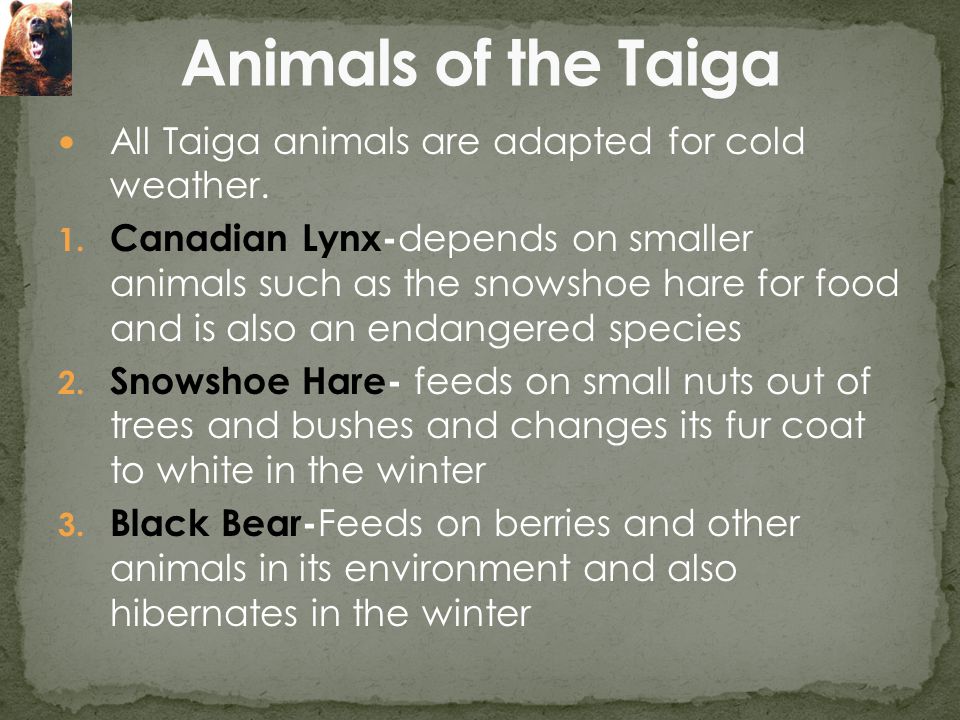 All Taiga animals are adapted for cold weather. 1.