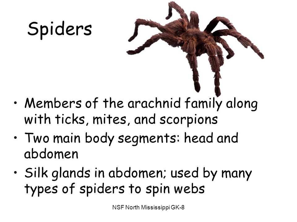NSF North Mississippi GK-8 Spiders Members of the arachnid family along with ticks, mites, and scorpions Two main body segments: head and abdomen Silk glands in abdomen; used by many types of spiders to spin webs