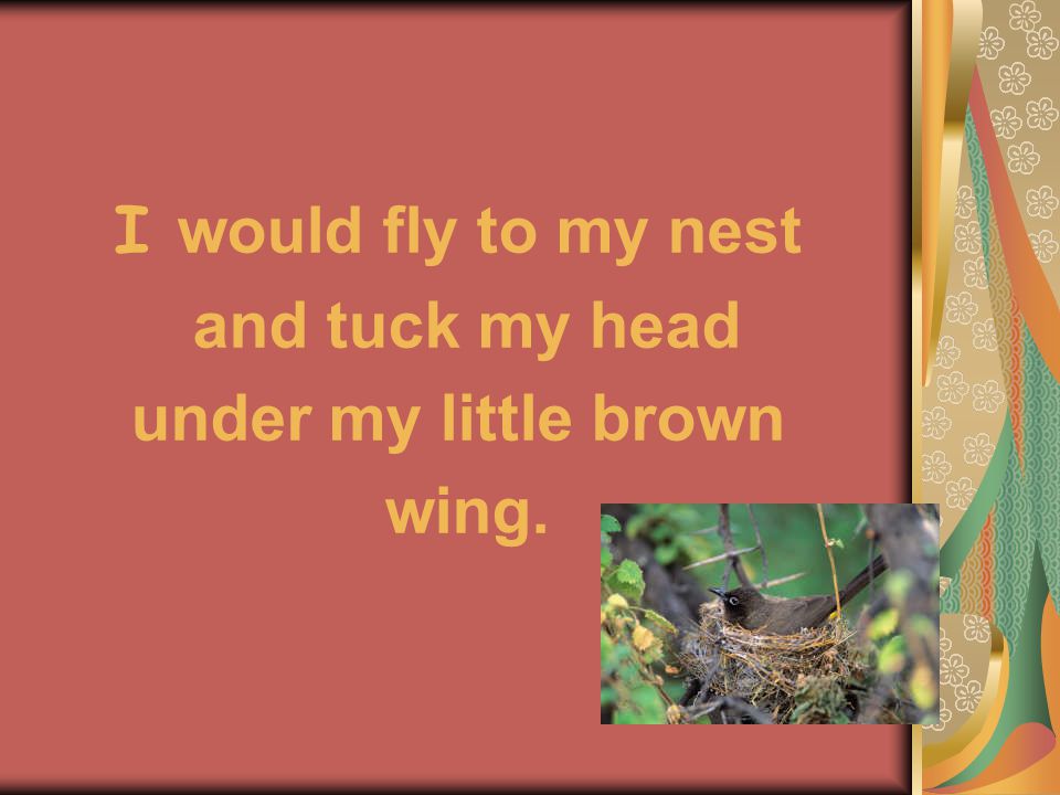 I would fly to my nest and tuck my head under my little brown wing.