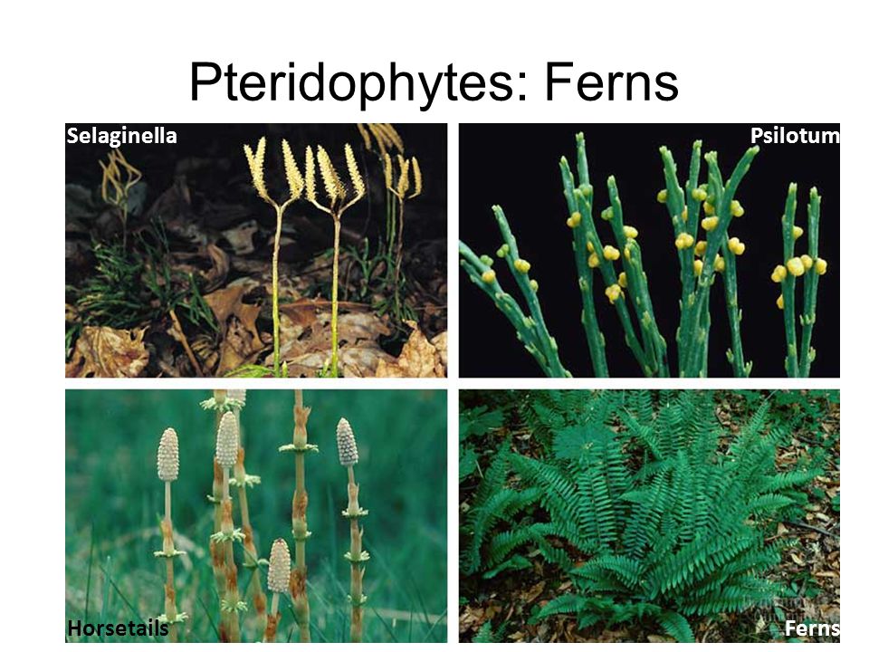 First vascular plants Pteridophytes: ferns –vascular water transport system xylem, phloem, roots, leaves –swimming sperm flagellated sperm –life cycle dominated by sporophyte stage leafy fern plant you are familiar with is diploid fragile independent gametophyte (prothallus) –spores for reproduction haploid cells which sprout to form gametophyte diploid Where must ferns live.