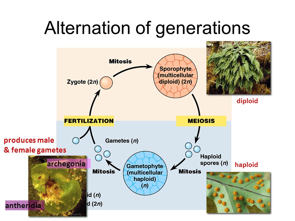 Alternation of generations Fern gametophyte (1n) –small haploid plant which produces gametes –homospory: male & female on same plant archegonia antheridia