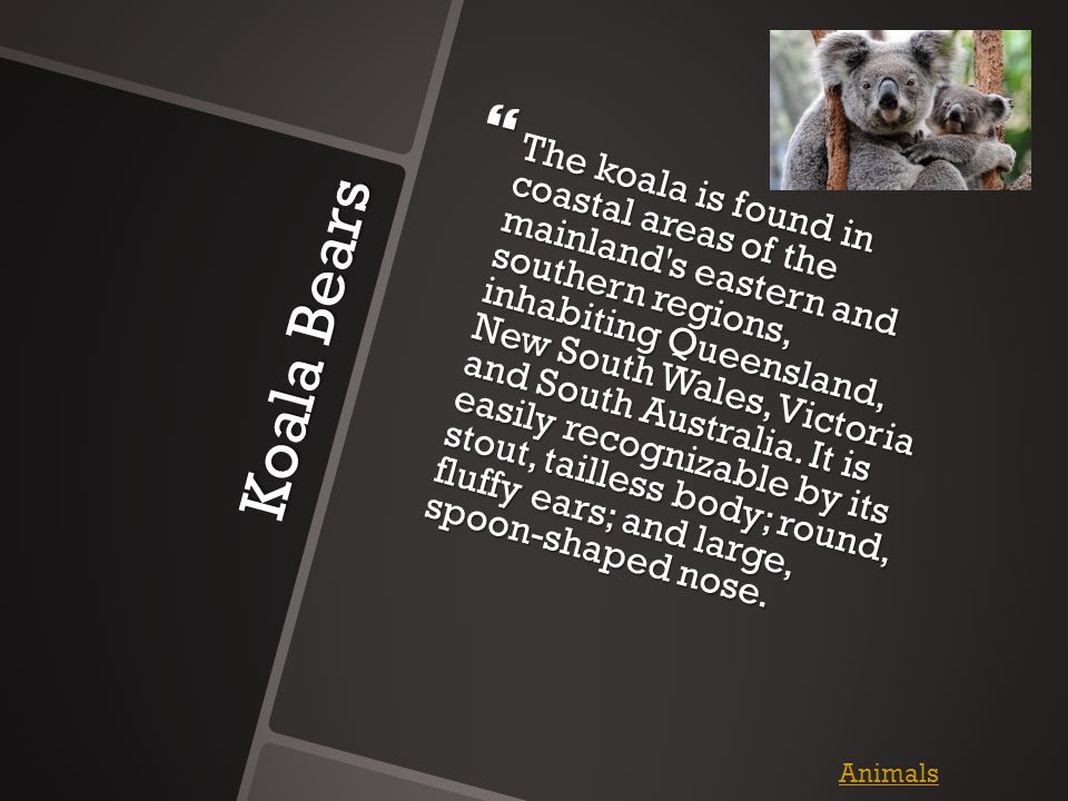 Koala Bears  The koala is found in coastal areas of the mainland s eastern and southern regions, inhabiting Queensland, New South Wales, Victoria and South Australia.