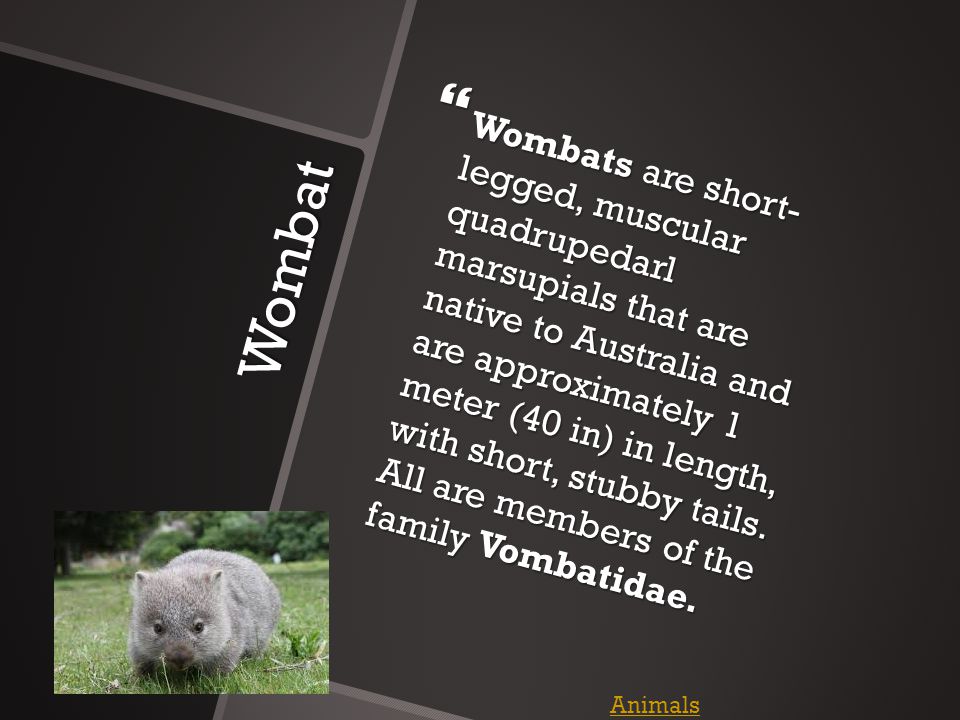 Wombat  Wombats are short- legged, muscular quadrupedarl marsupials that are native to Australia and are approximately 1 meter (40 in) in length, with short, stubby tails.