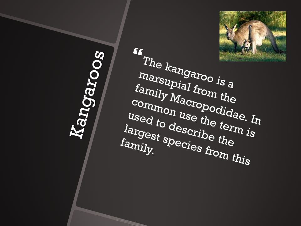 Kangaroos   The kangaroo is a marsupial from the family Macropodidae.