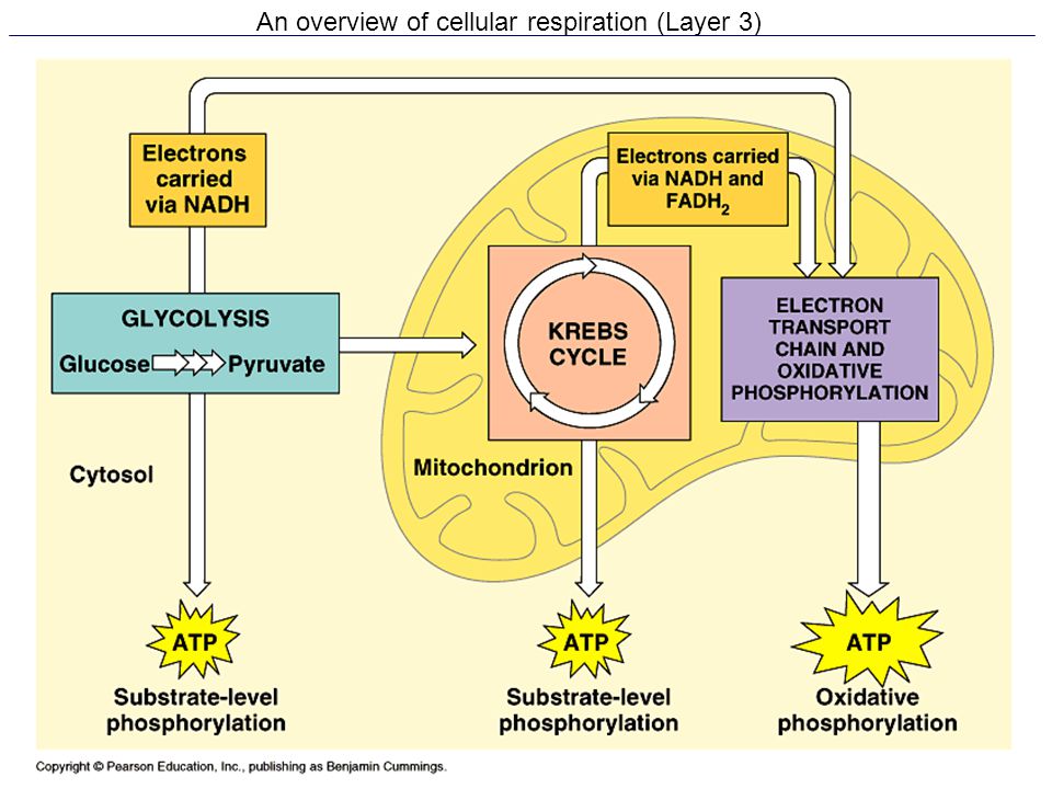 An overview of cellular respiration (Layer 3)