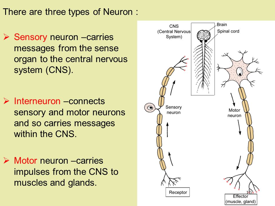 There are three types of Neuron :  Motor neuron –carries impulses from the CNS to muscles and glands.