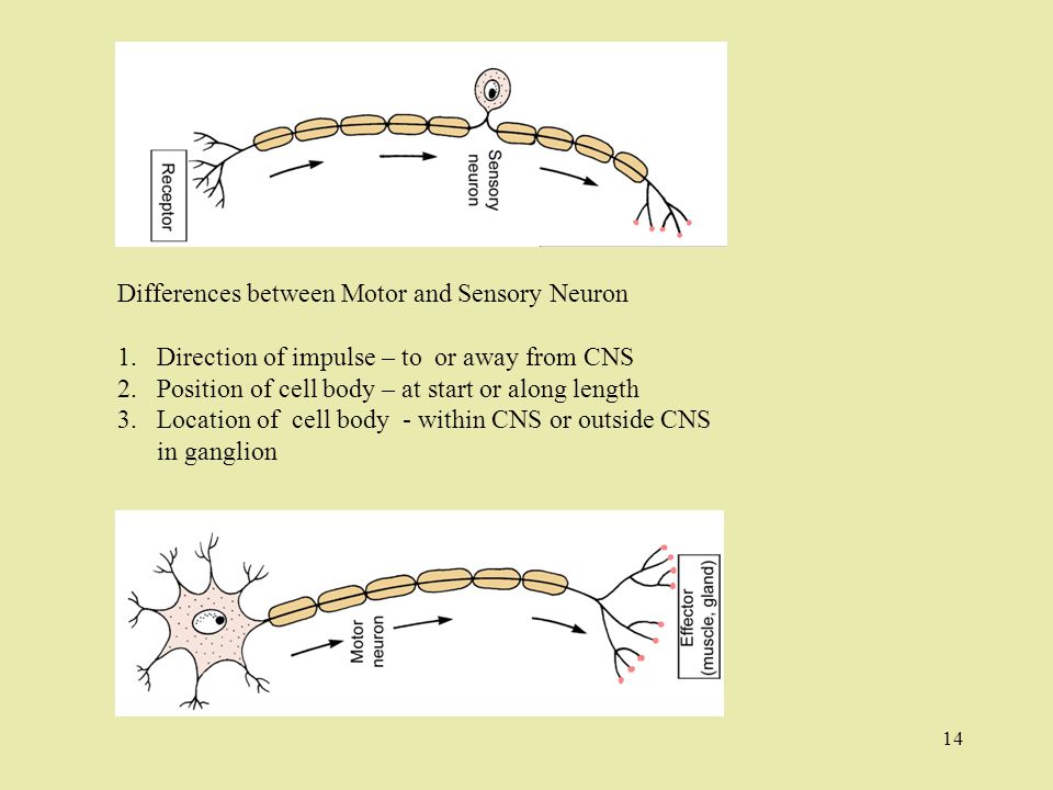 14 Differences between Motor and Sensory Neuron 1.Direction of impulse – to or away from CNS 2.Position of cell body – at start or along length 3.Location of cell body - within CNS or outside CNS in ganglion