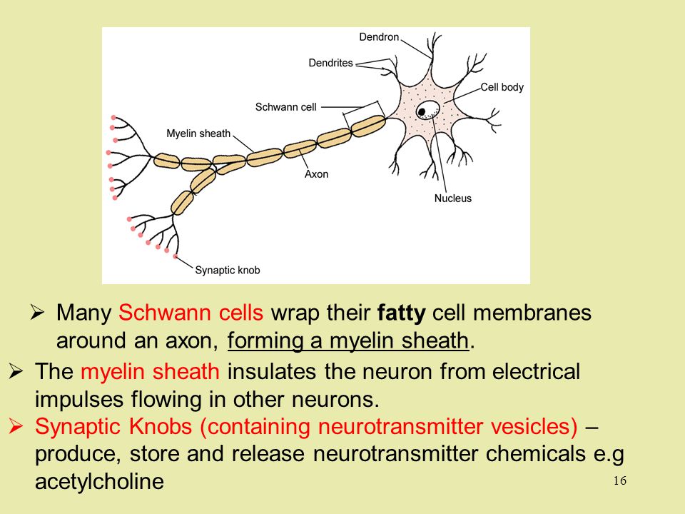  Many Schwann cells wrap their fatty cell membranes around an axon, forming a myelin sheath.