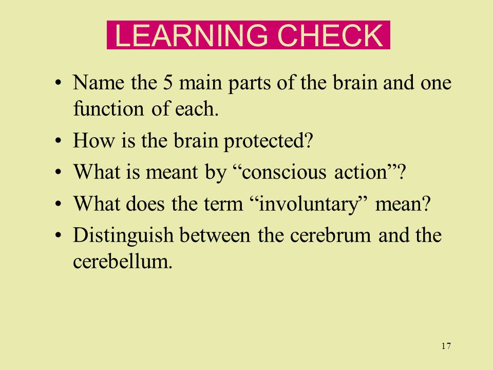 LEARNING CHECK Name the 5 main parts of the brain and one function of each.
