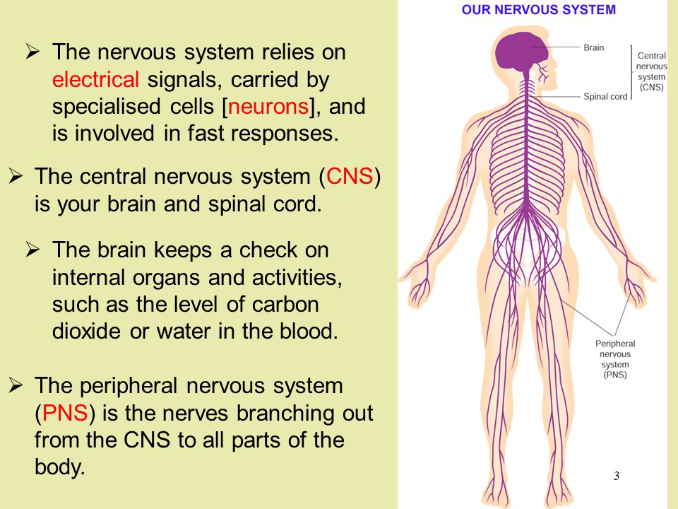  The nervous system relies on electrical signals, carried by specialised cells [neurons], and is involved in fast responses.