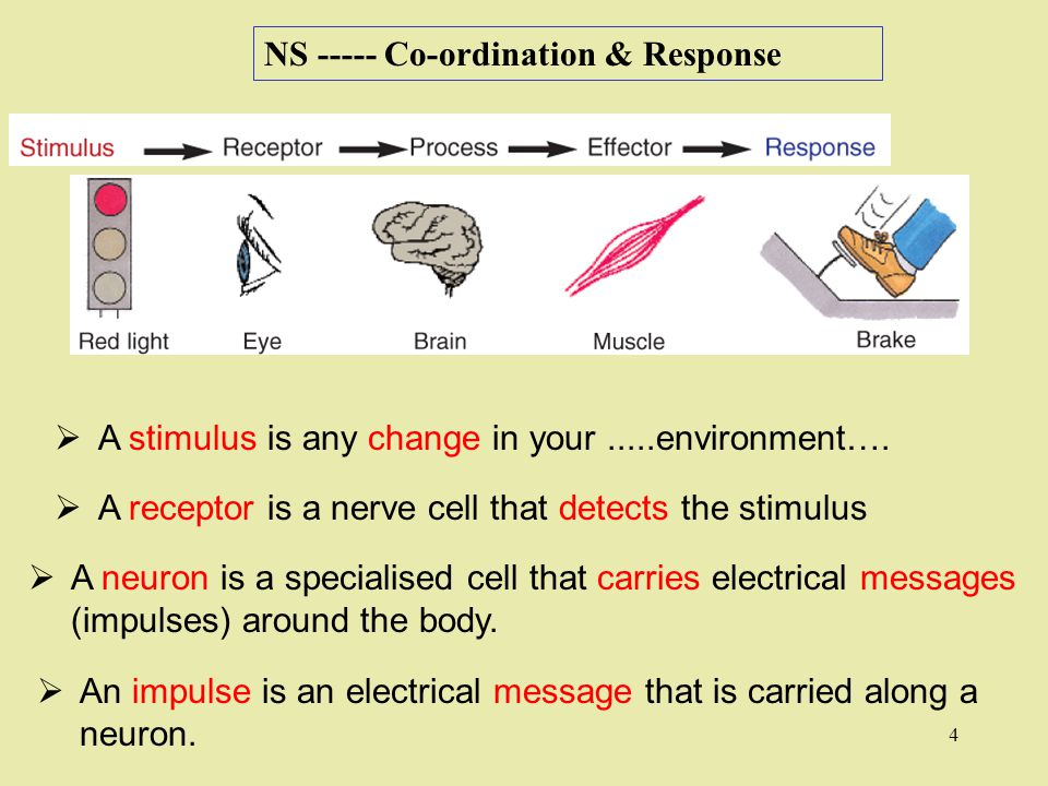 NS Co-ordination & Response  An impulse is an electrical message that is carried along a neuron.