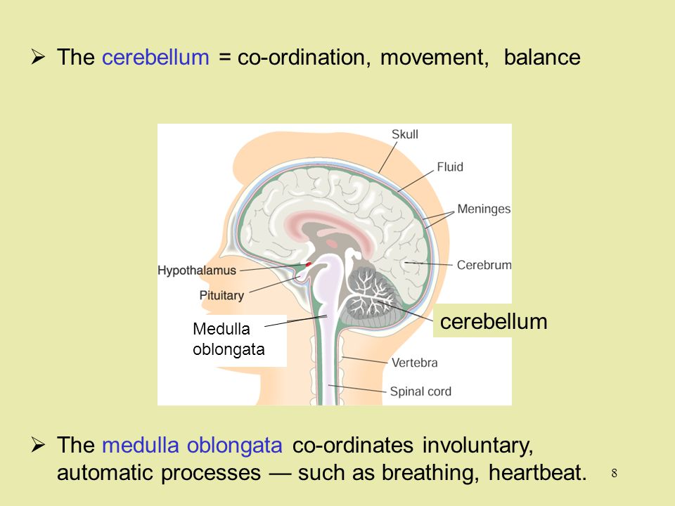  The cerebellum = co-ordination, movement, balance  The medulla oblongata co-ordinates involuntary, automatic processes — such as breathing, heartbeat.