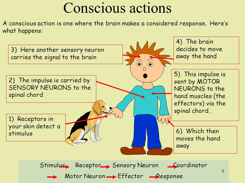 Conscious actions A conscious action is one where the brain makes a considered response.