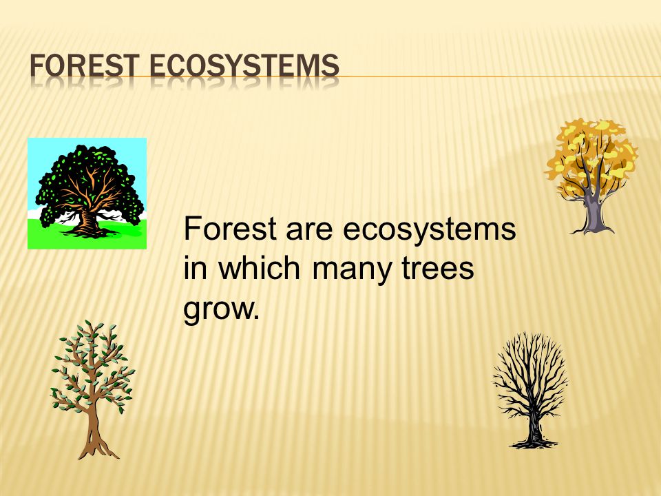 Forest are ecosystems in which many trees grow.
