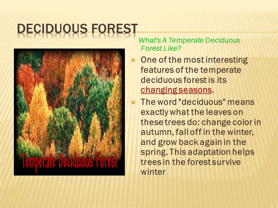 What s A Temperate Deciduous Forest Like.