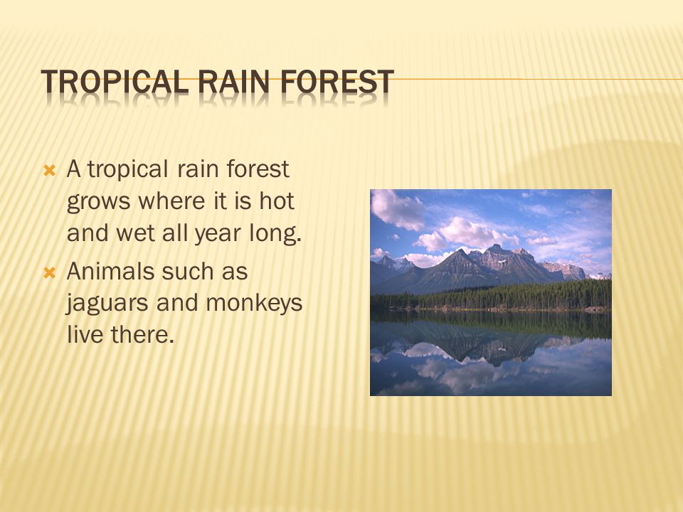  A tropical rain forest grows where it is hot and wet all year long.