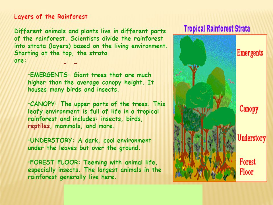 Layers of the Rainforest Different animals and plants live in different parts of the rainforest.