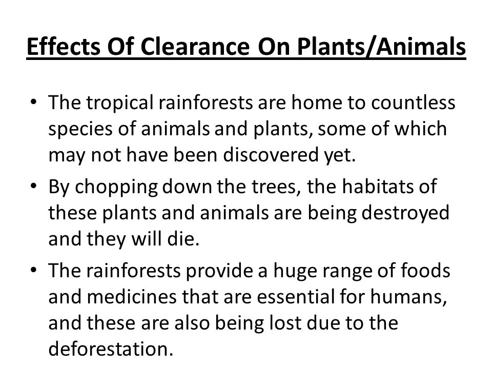 Effects Of Clearance On Plants/Animals The tropical rainforests are home to countless species of animals and plants, some of which may not have been discovered yet.