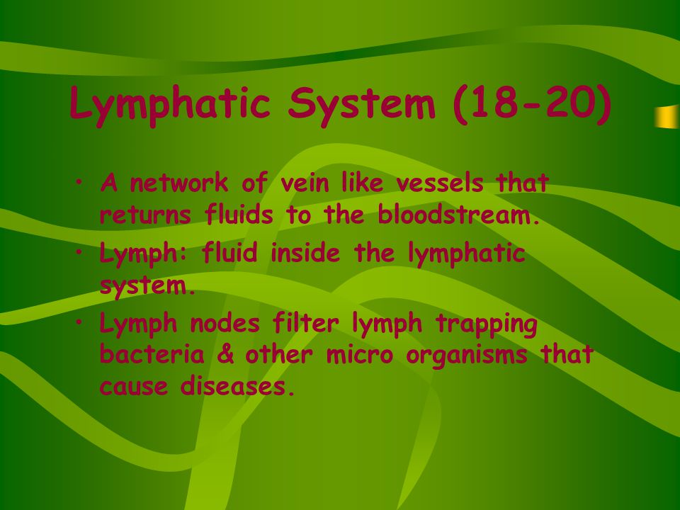 Lymphatic System (18-20) A network of vein like vessels that returns fluids to the bloodstream.