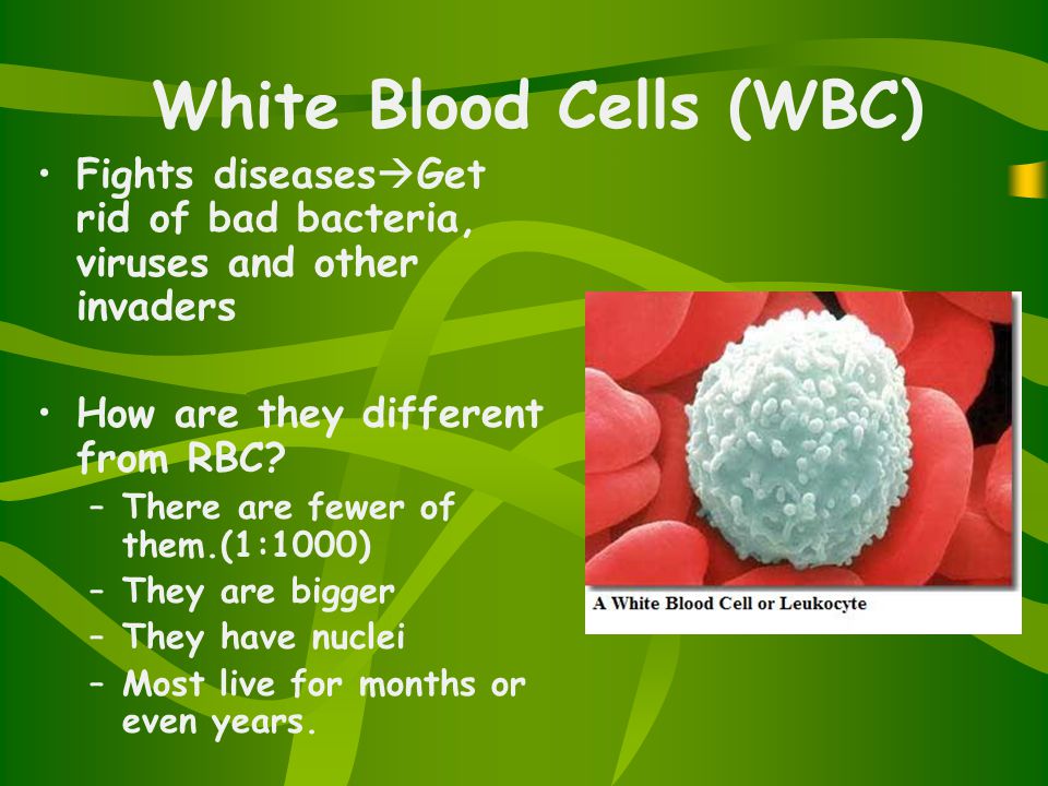 White Blood Cells (WBC) Fights diseases  Get rid of bad bacteria, viruses and other invaders How are they different from RBC.