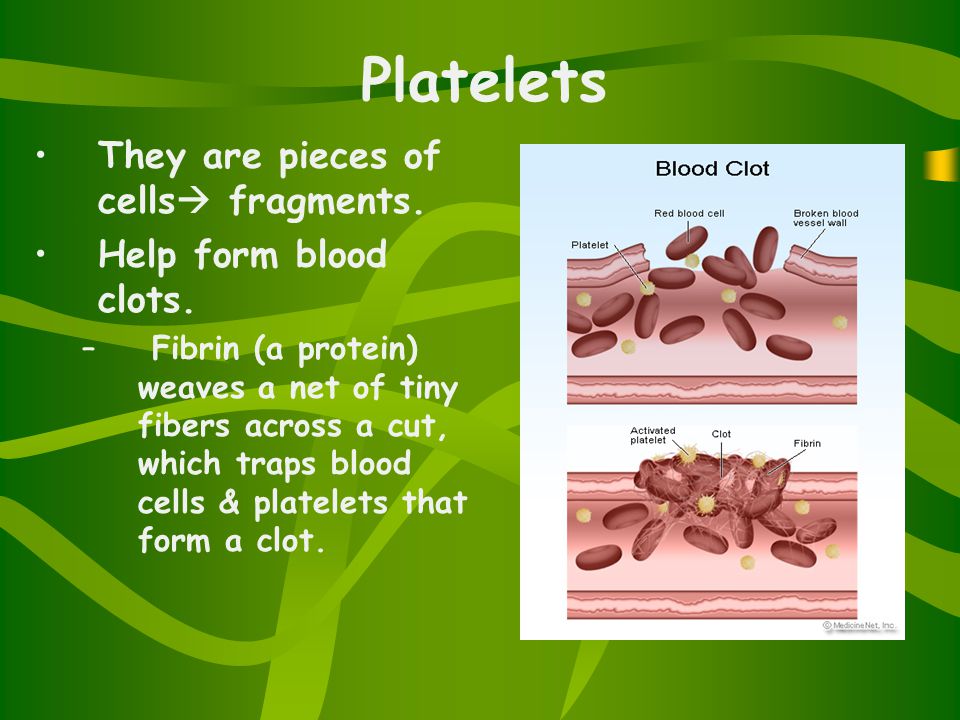 Platelets They are pieces of cells  fragments. Help form blood clots.