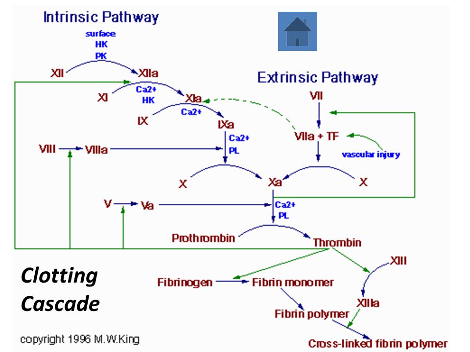 Agents Affecting Blood Clotting Anticoagulant Agents Prevent The Extension And Formation Of Clots Inhibition By Interference With The Coagulation Cascade Ppt Download Agents Affecting Blood Clotting Anticoagulant Agents Prevent The Extension And Formation Of Clots Inhibition By Interference With The Coagulation Cascade Ppt Download