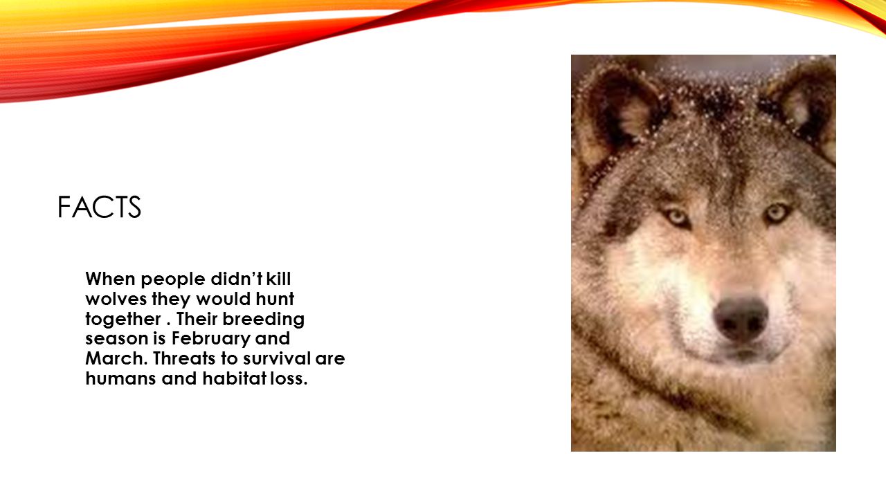 THE GRAY WOLF By Dolan and lauren. THE GRAY WOLF Slide 1: Introductory  Paragraph Slide 2: Anatomy/Physical Description Slide 3 : Facts Slide 4 :  Diet/Food. - ppt download