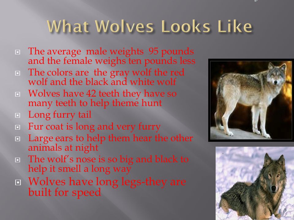 The scientific name for wolf is Canis lupus  They live in the canine family   The common name for a wolf is dog  Wolves are the same as dogs. - ppt  download