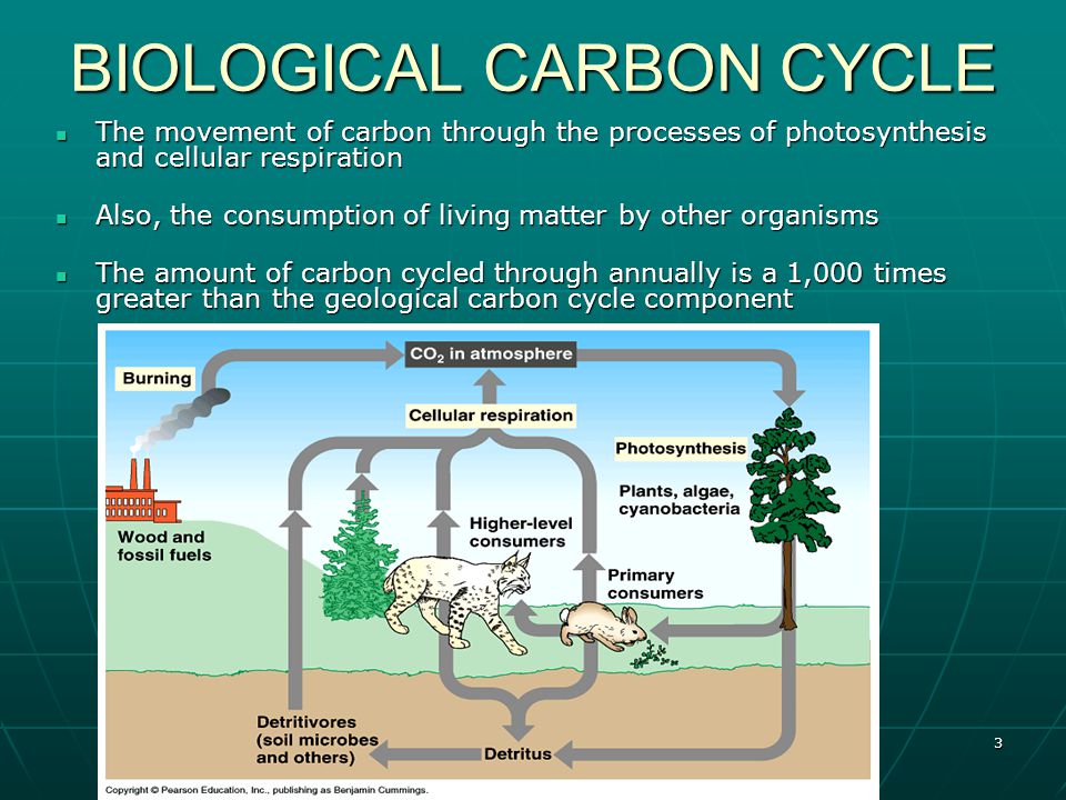 3 BIOLOGICAL CARBON CYCLE The movement of carbon through the processes of photosynthesis and cellular respiration The movement of carbon through the processes of photosynthesis and cellular respiration Also, the consumption of living matter by other organisms Also, the consumption of living matter by other organisms The amount of carbon cycled through annually is a 1,000 times greater than the geological carbon cycle component The amount of carbon cycled through annually is a 1,000 times greater than the geological carbon cycle component