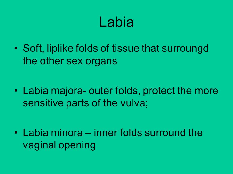 Labia Soft, liplike folds of tissue that surroungd the other sex organs Labia majora- outer folds, protect the more sensitive parts of the vulva; Labia minora – inner folds surround the vaginal opening